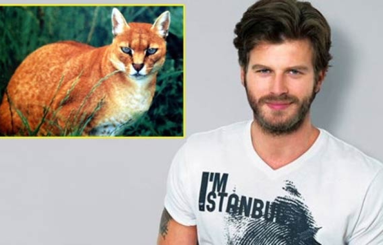 Kıvanç Tatlıtuğ'un yabani kedisi