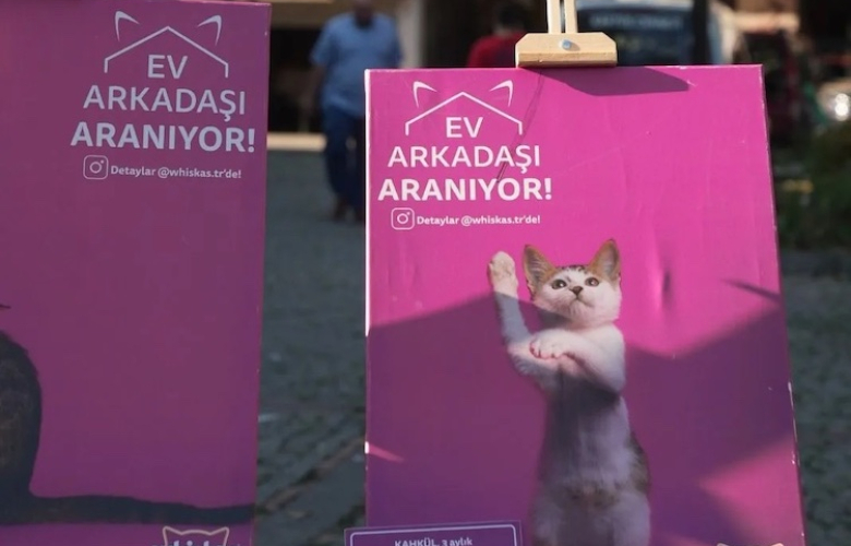  Ev arkadaşı arayan patili dostlarımız Fethi Karaduman'ın objektifine poz verdi